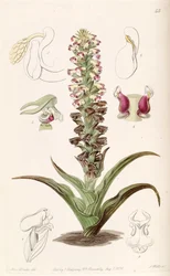 Orobanchoides Corycium